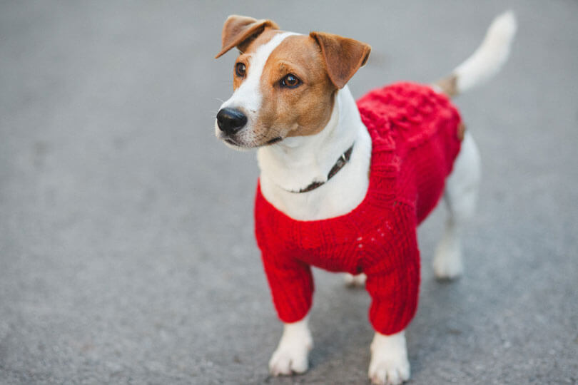 foto de pequeno cachorro jack russel terrier de suéter