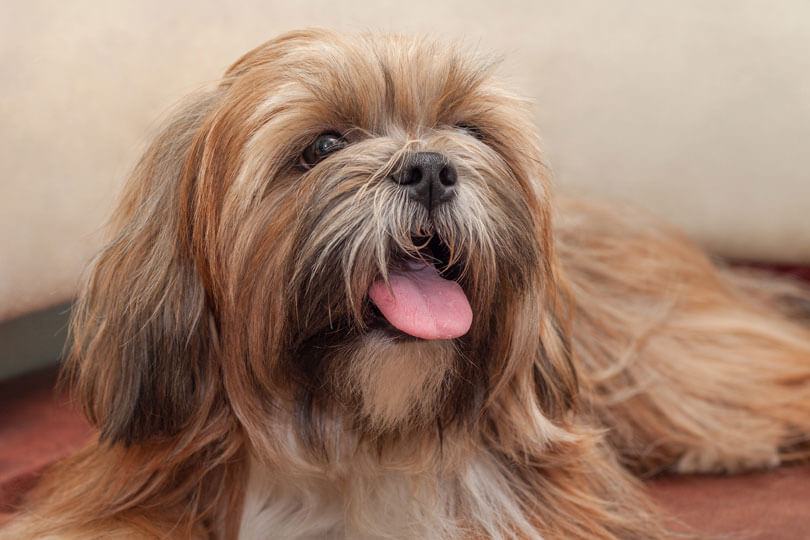 foto de cachorro lhasa apso, de pequeno porte, com a língua para fora