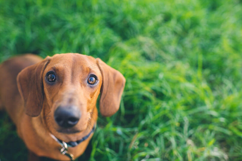 cãozinho da raça dachshund, ou salsicha, na grama