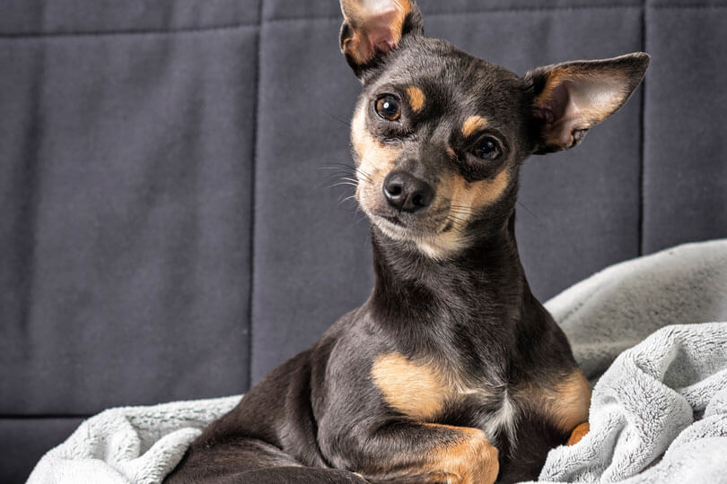 pinscher, um cachorro de pequeno porte