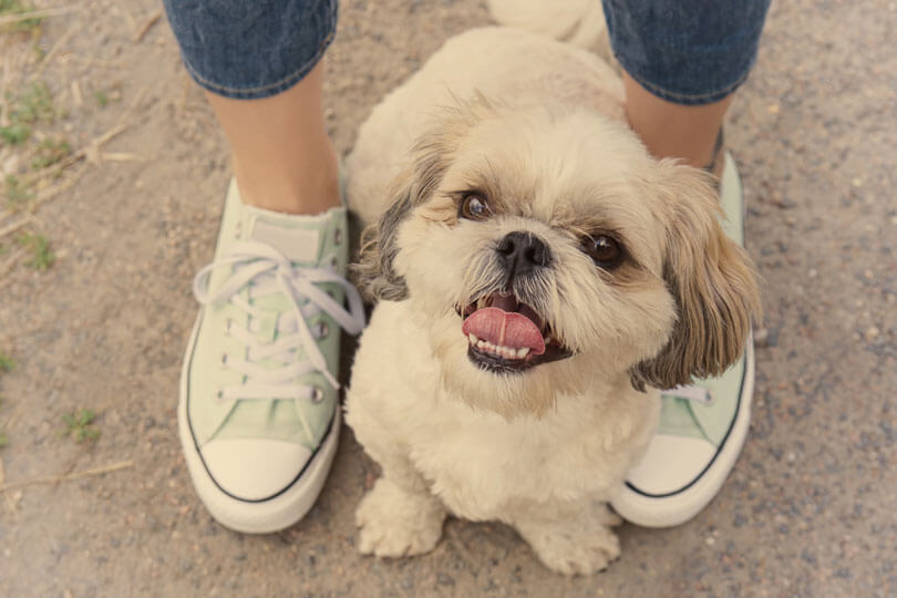 foto de cachorro shih tzu aos pés de tutora