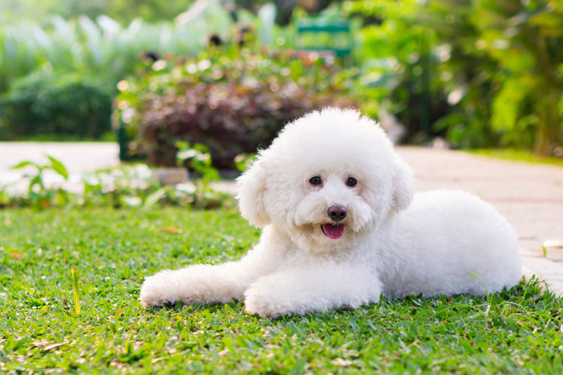 bichon frise, um cachorro de raça pequena, aparece na foto deitado na grama em um jardim