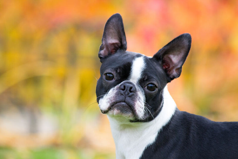 foto de cachorro da raça de cachorro boston terrier