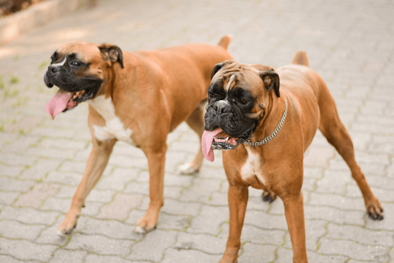 raça de cachorro boxer