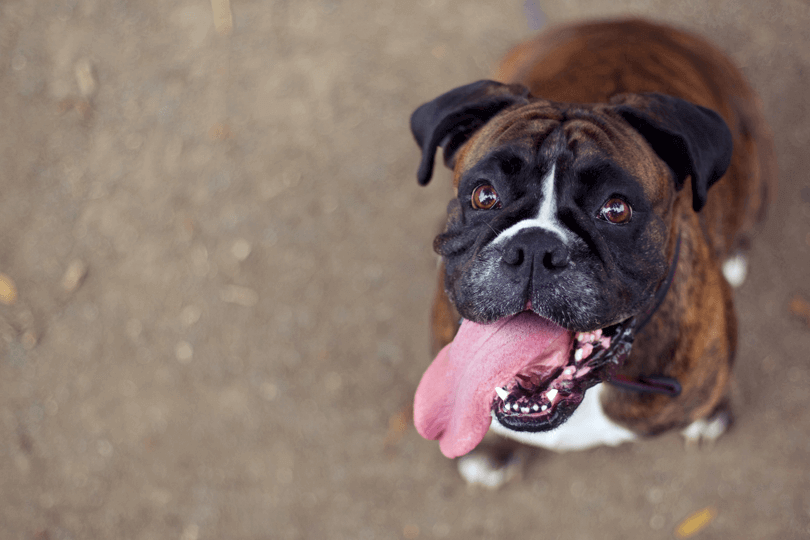 cachorro boxer tigrado