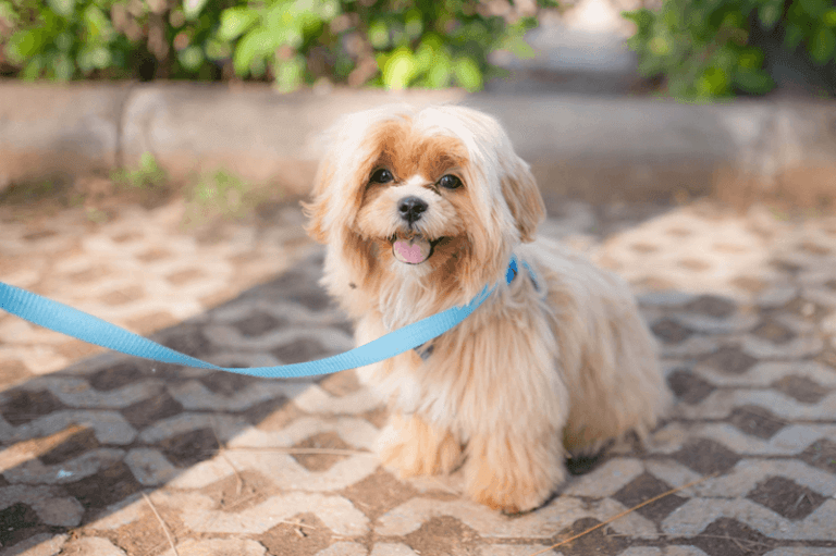 Como deixar o cachorro calmo