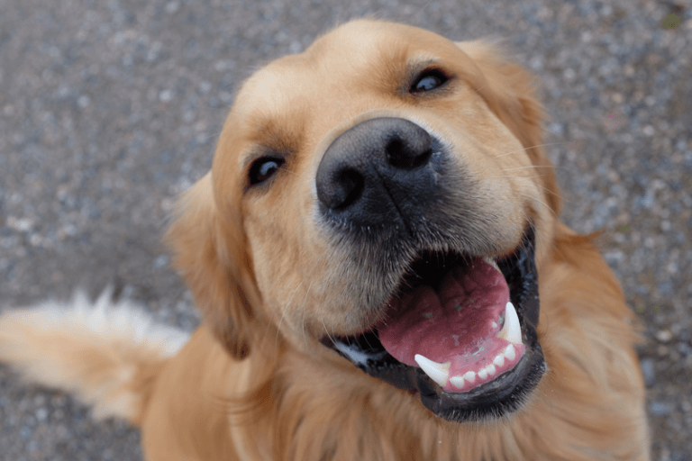 Cachorro feliz golden retriever