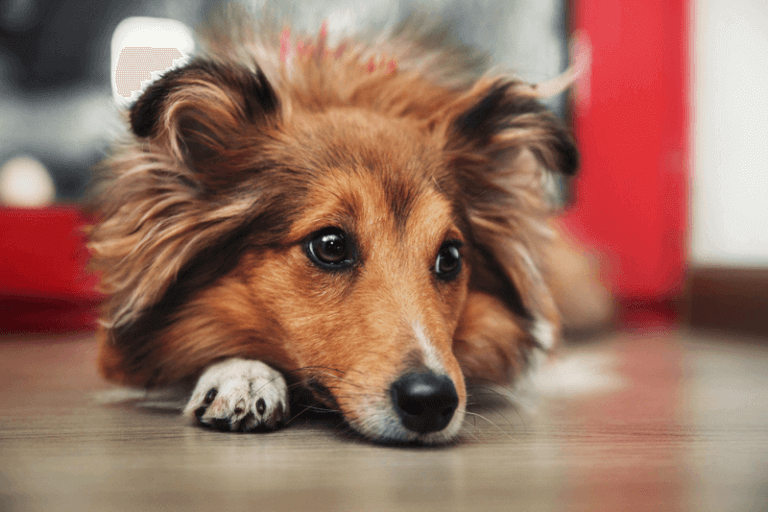 Cachorro com medo de fogos de artifício