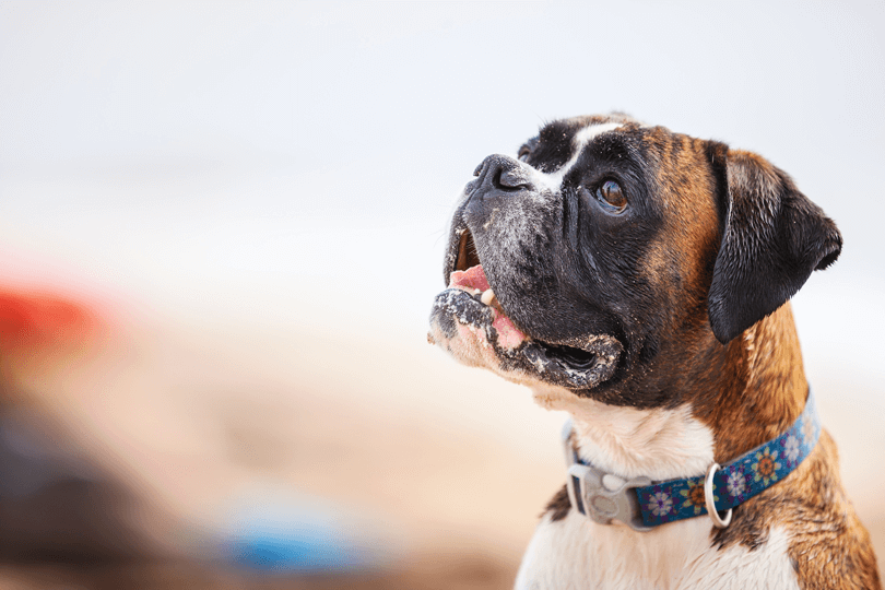 cachorro da raça boxer