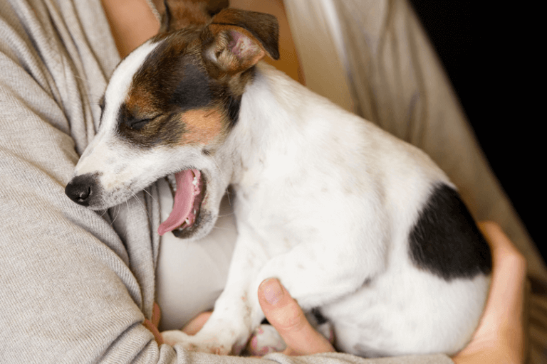 cachorro engasgado jack russell