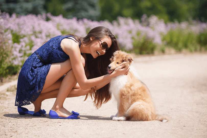 raça de cachorro sheltie