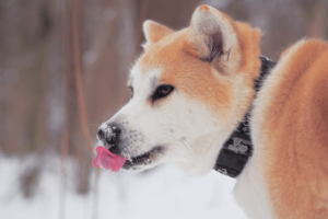 akita, uma raça de cachorro e companheira, com neve no focinho