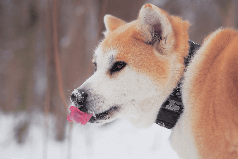 akita com neve no focinho