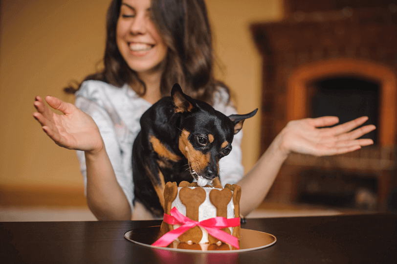 receita de bolo para cachorro