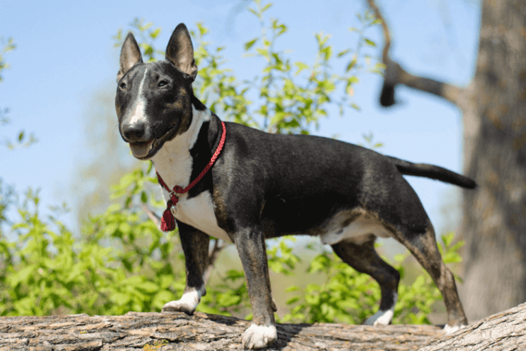 cão de guarda bull terrier ao ar livre