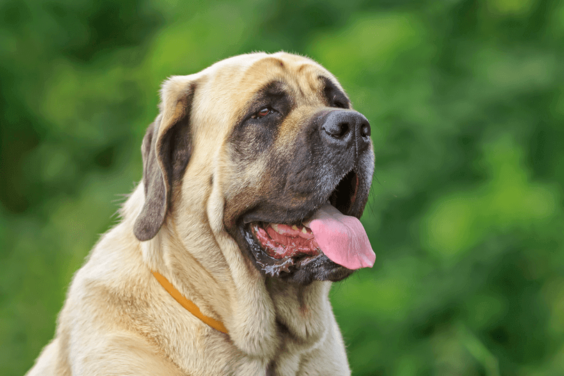 cachorro bullmastiff de língua para fora