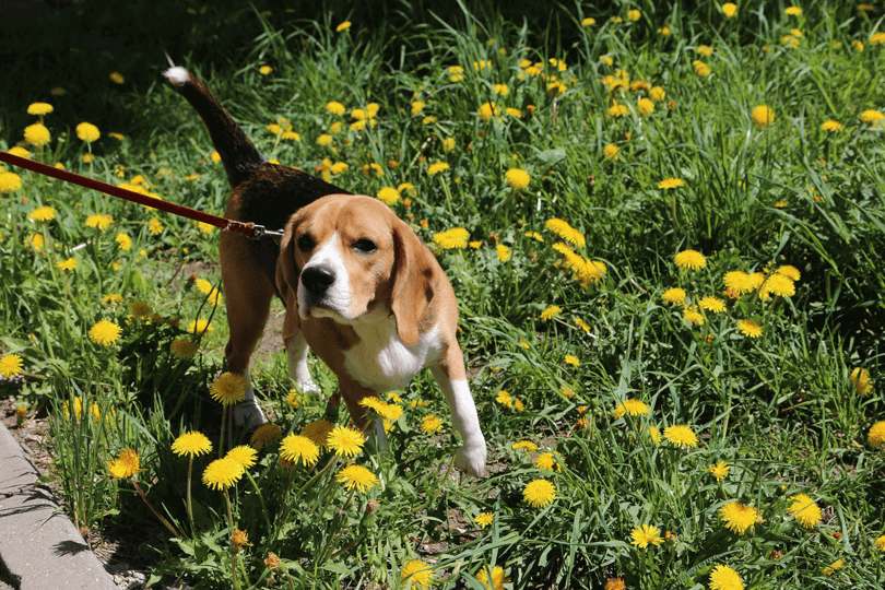 beagle passeando em jardim florido