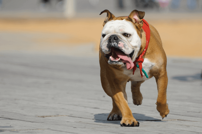 buldogue inglês marrom passeando na rua