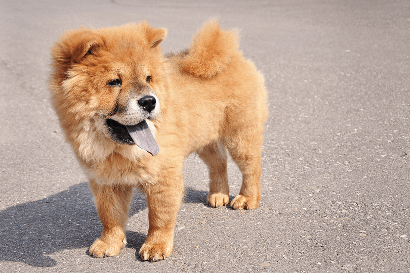 cachorro chow chow com a língua para fora