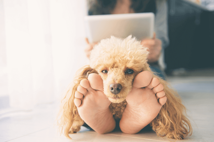 calmante para cachorro dormir