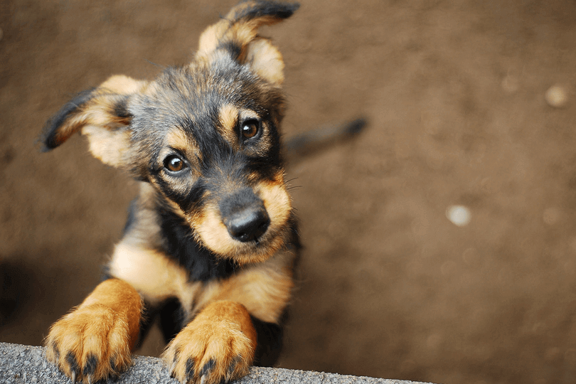 vira-lata olhando para cima pedindo frutas que cachorro não pode comer