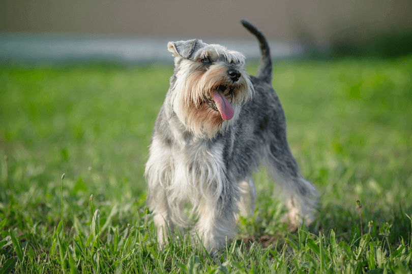 schnauzer andando em parque