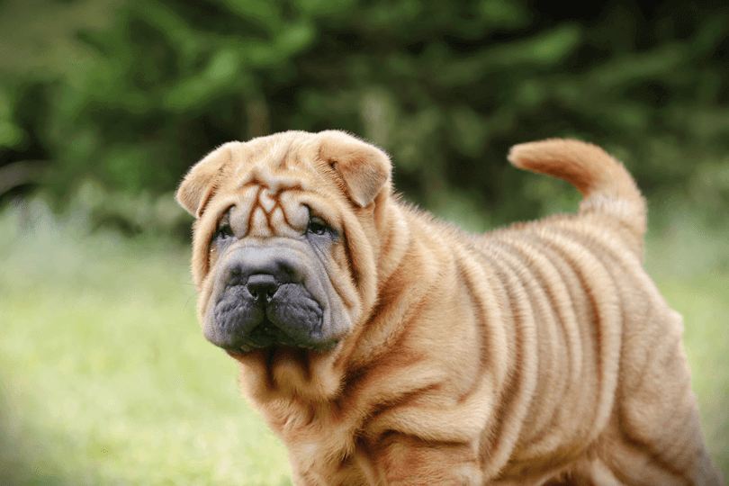 cachorro shar-pei no parque