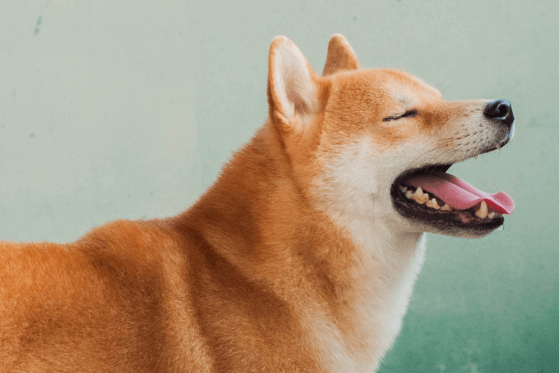 shiba inu bocejando