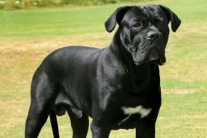 cachorro grande cane corso no parque