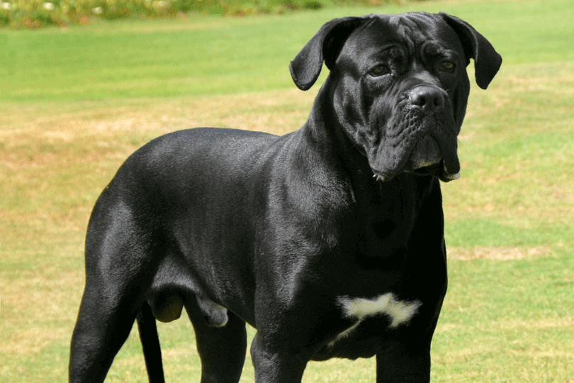 cane corso em um campo