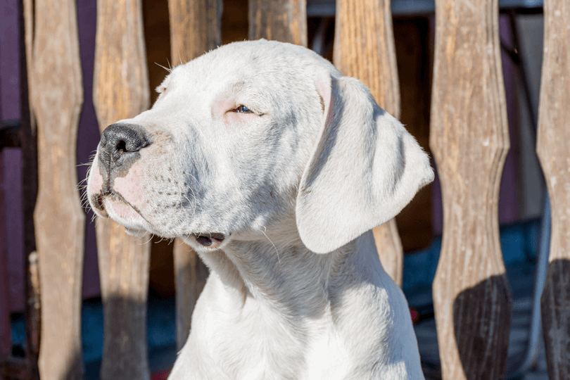 dogo argentino filhote