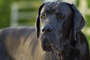 retrato de dogue alemão, o maior cachorro do mundo