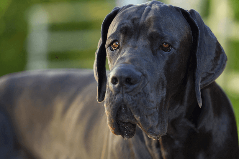 dogue alemão preto