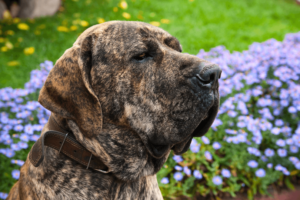 foto de fila brasileiro, raça de cachorro grande e de guarda