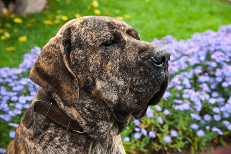 cão fila brasileiro de coleira em jardim