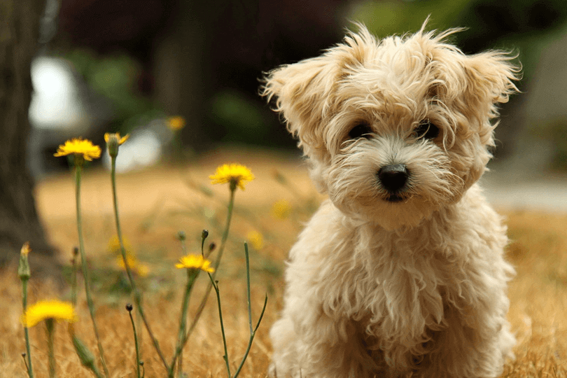 Floral para cachorro