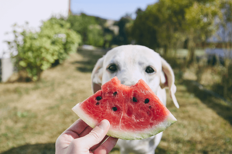 cachorro labrador comendo melancia