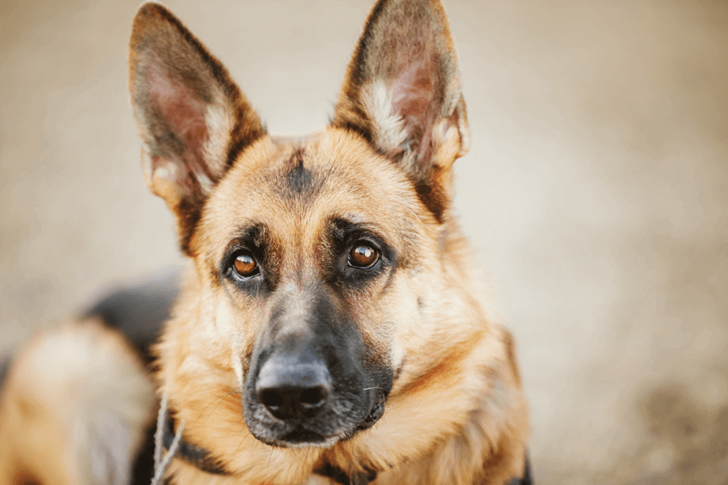 A raça pastor alemão é um dos melhores raças de cães de guarda﻿