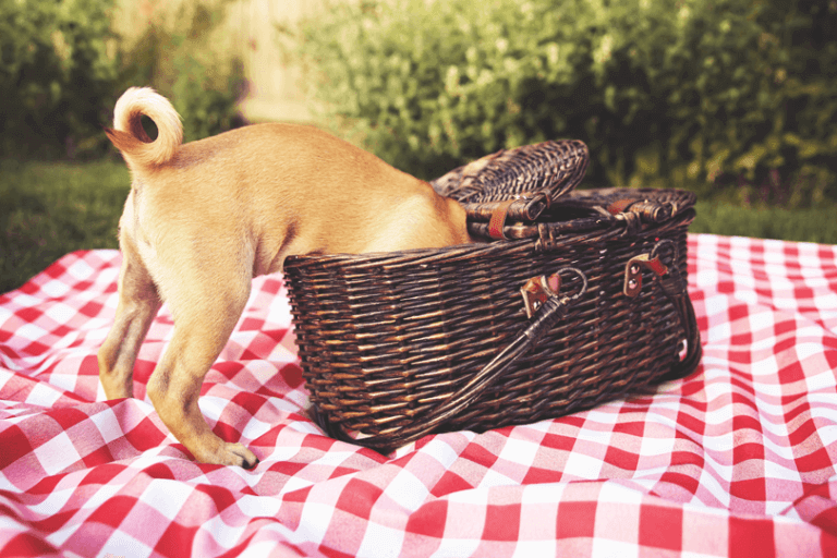 que frutas cachorro pode comer?