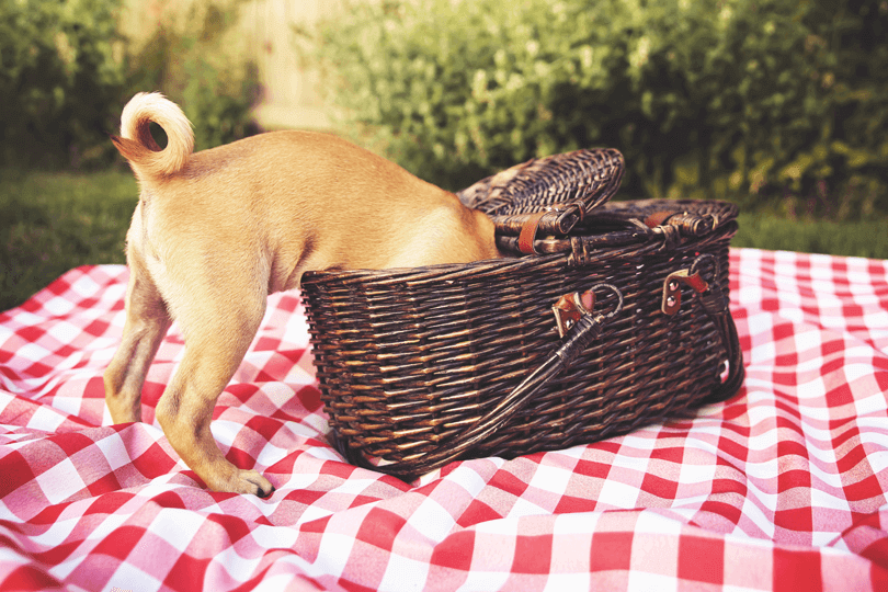 Frutas que cachorro pode comer