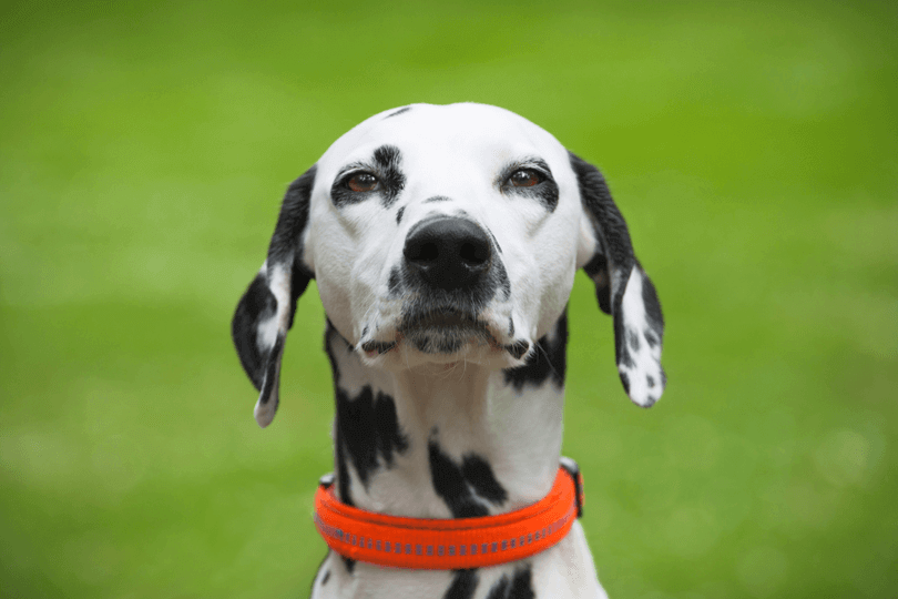 retrato de cachorro dálmata