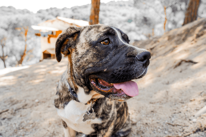 foto de cão de guarda dogo canário