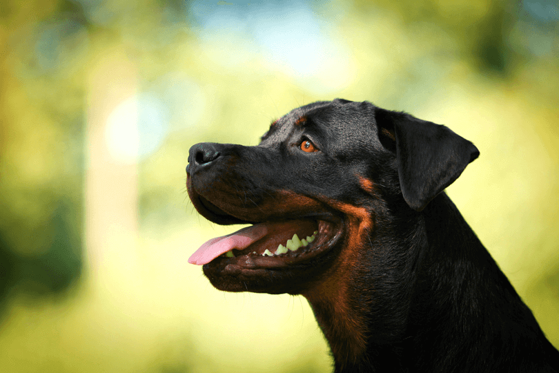 cachorro rottweiler de perfil