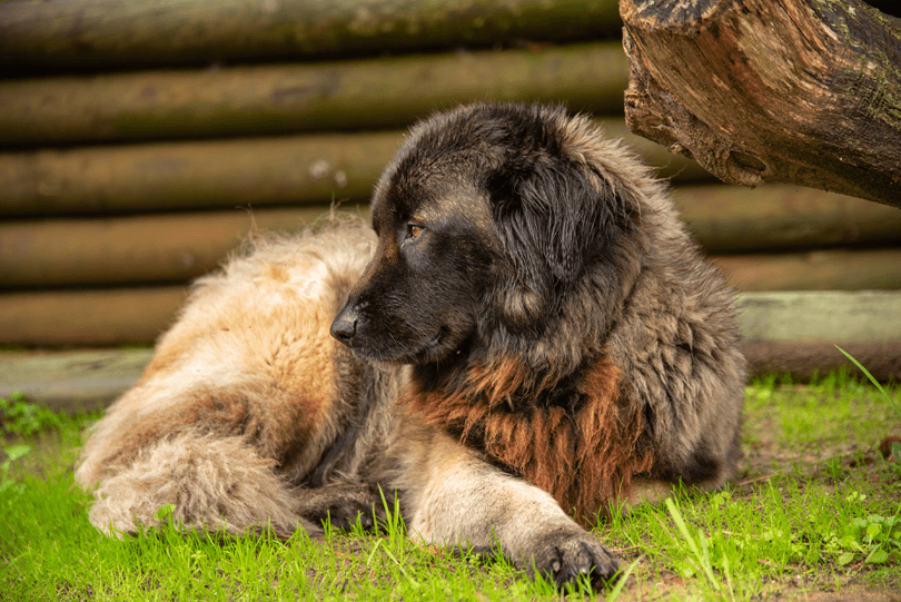 foto de cão da serra da estrela deitado