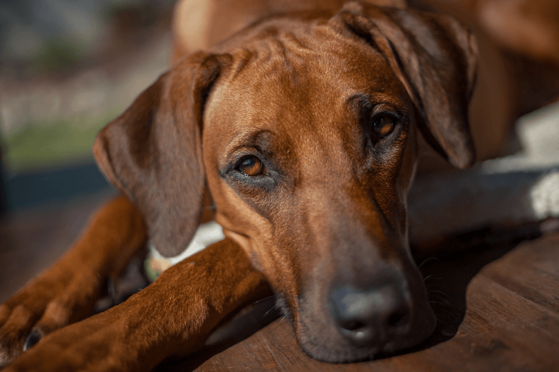 retrato de cachorro Rhodesian ridgeback