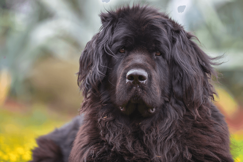 foto de cachorro terra nova preto