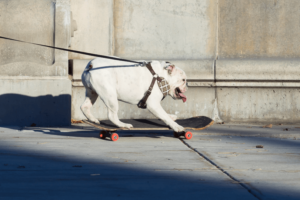 buldogue inglês, exemplo de raça de cachorros médios, andando de skate