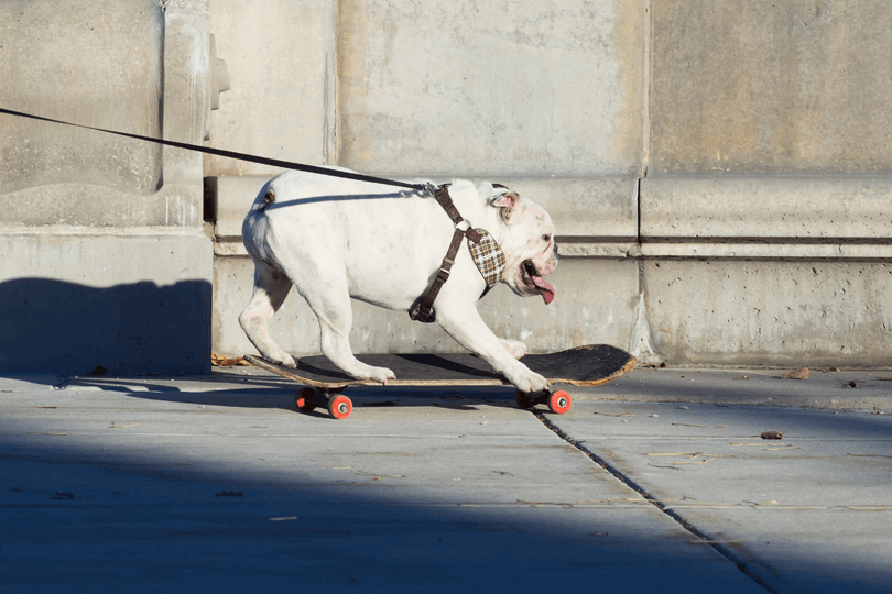 cachorro buldogue inglês andando de skate