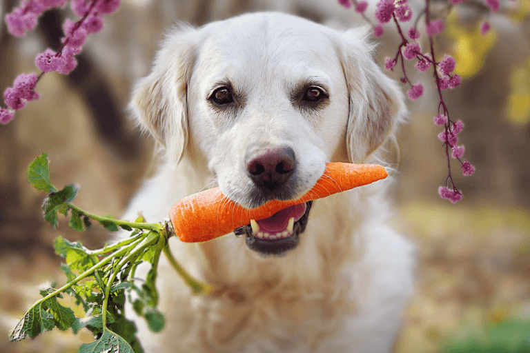 cachorro comendo cenoura