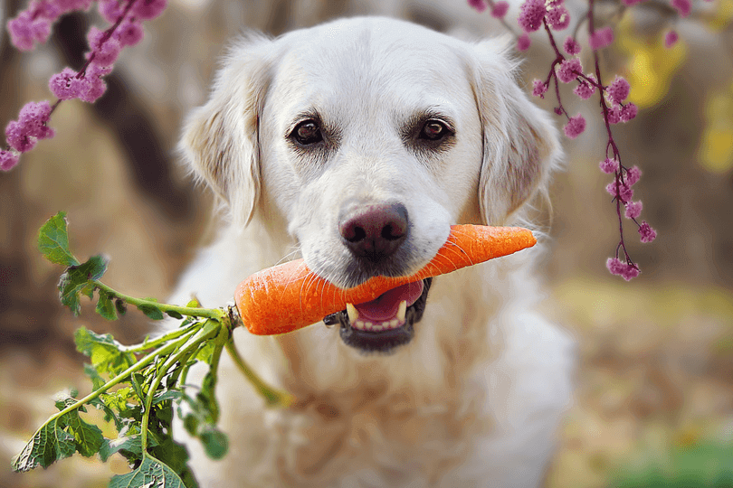 Bolo de cenoura para cães